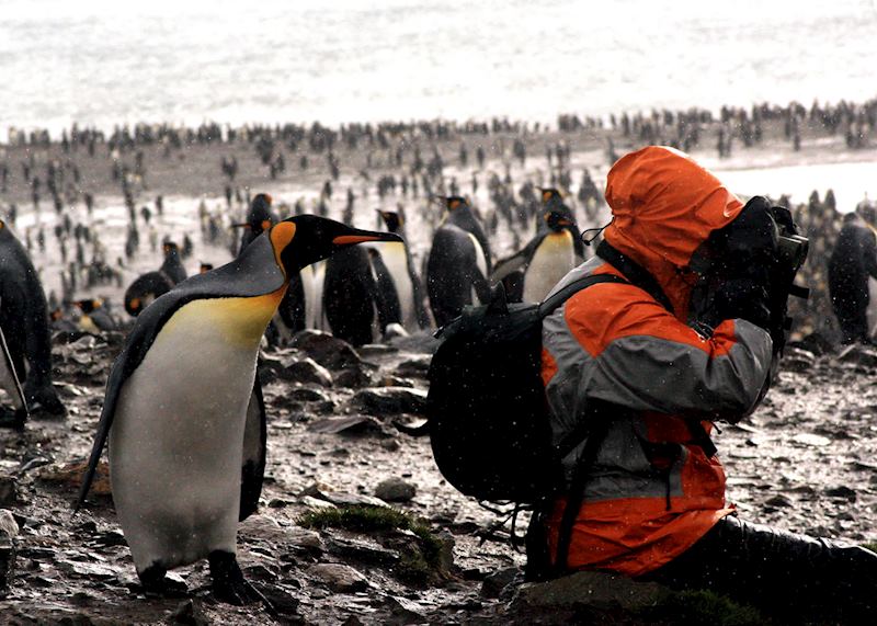 King penguins, South Georgia