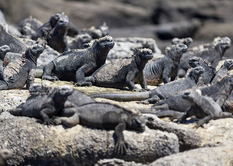 Marine iguanas, Galapagos Islands