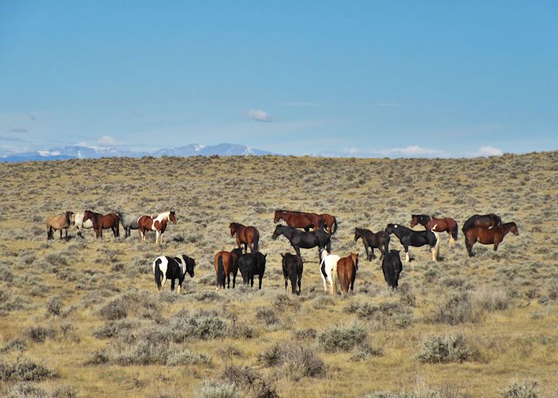 Wild mustangs in Cody, Wyoming, USA