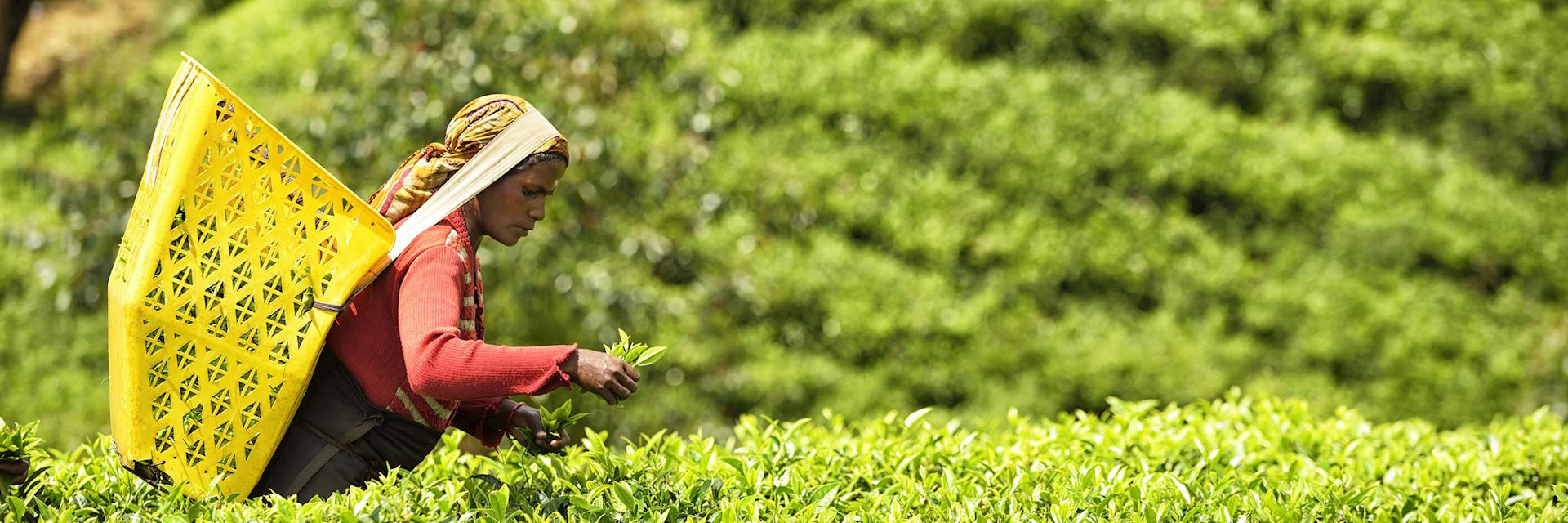 Tea picker in Nuwara Eliya, Sri Lanka