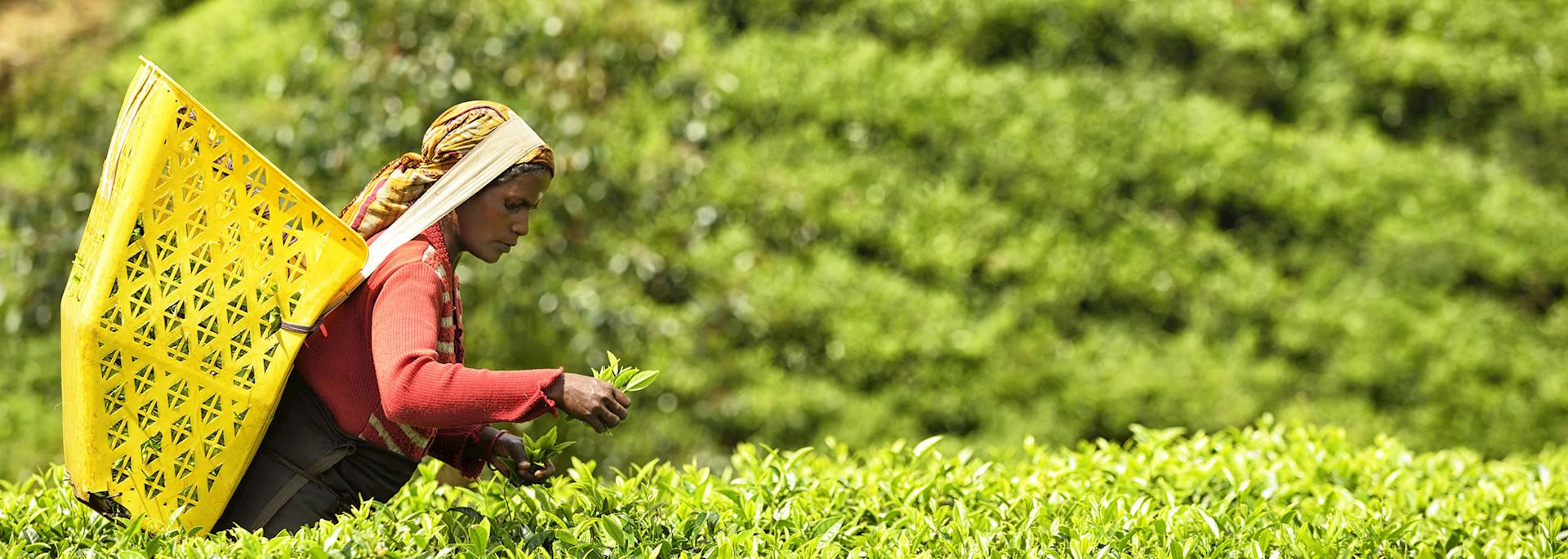 Tea picker in Nuwara Eliya, Sri Lanka