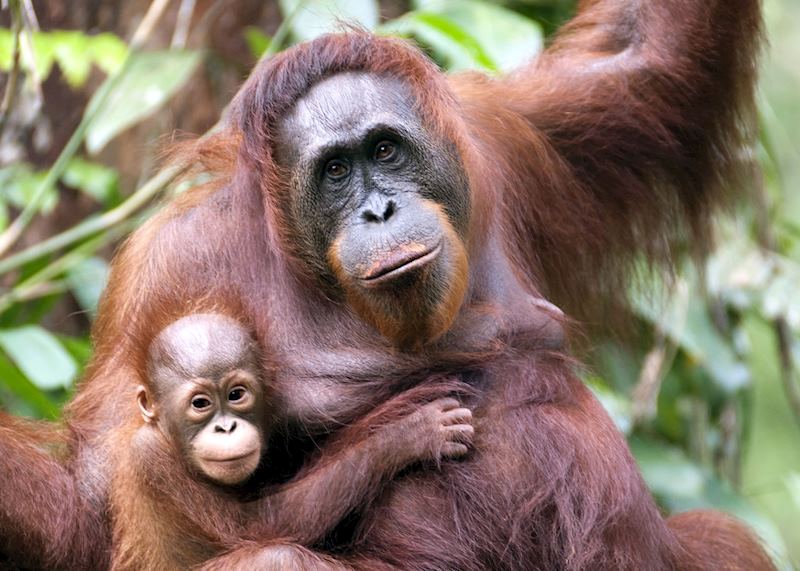 Mother and baby orangutan, Sarawak, Malaysian Borneo