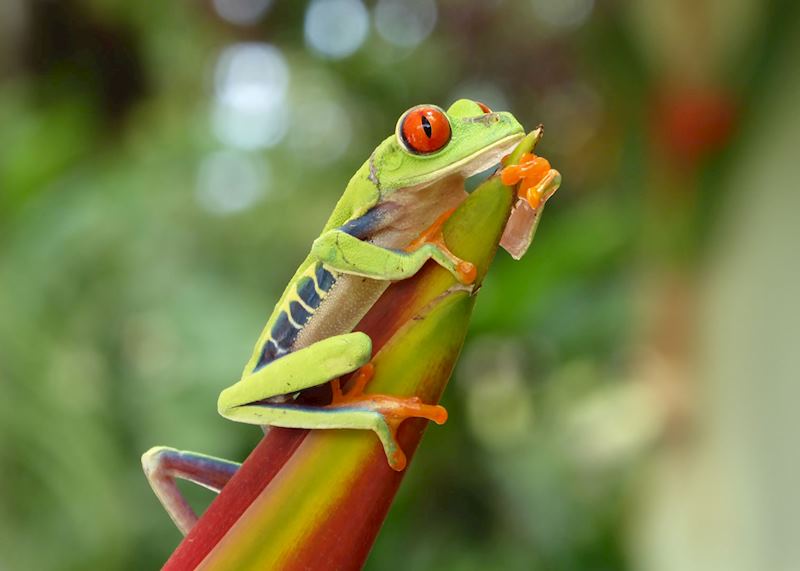 Red-eyed tree frog, Tortuguero National Park, Costa Rica