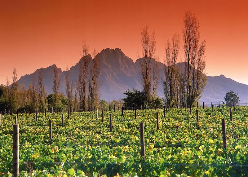 Vineyard, Franschhoek, South Africa