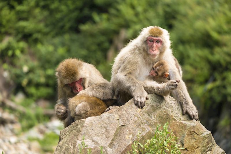 Monkeys in Japan