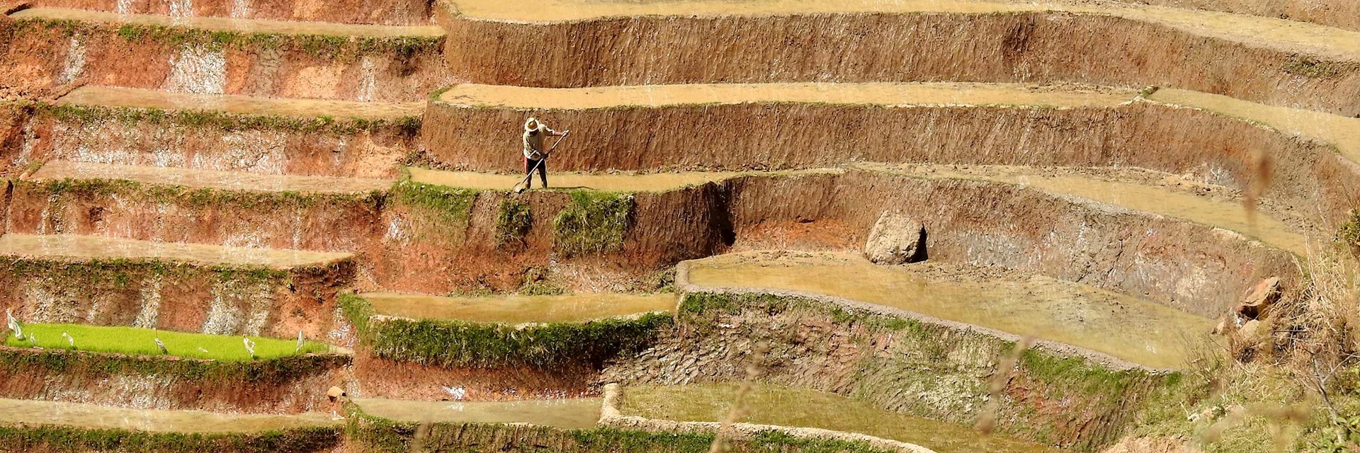 Rice farmer, Ranomafana National Park, Madagascar