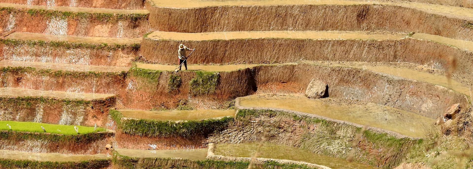 Rice farmer, Ranomafana National Park, Madagascar