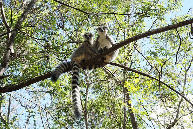 Lemur, Ankarana National Park, Madagascar