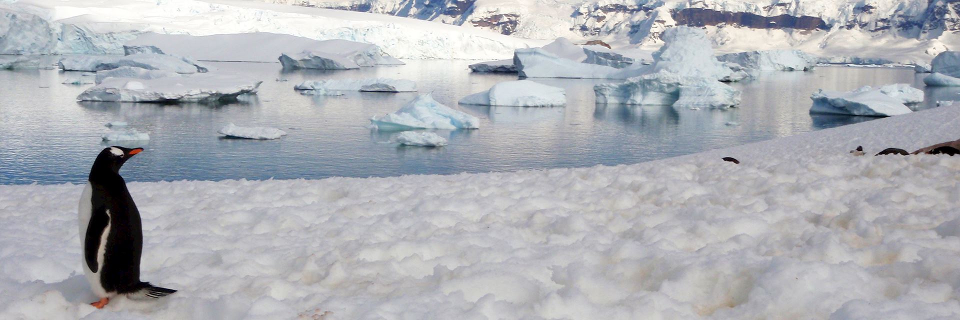 Penguin, Antarctica