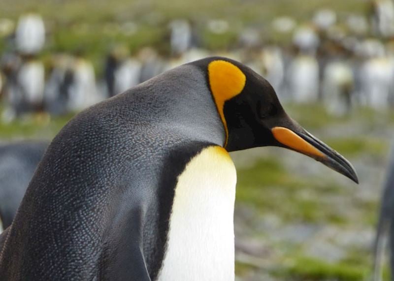 King penguins