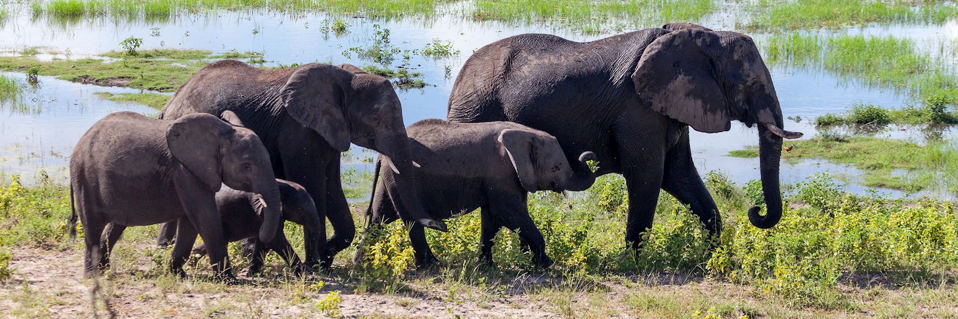 Elephant herd in Chobe National Park, Botswana
