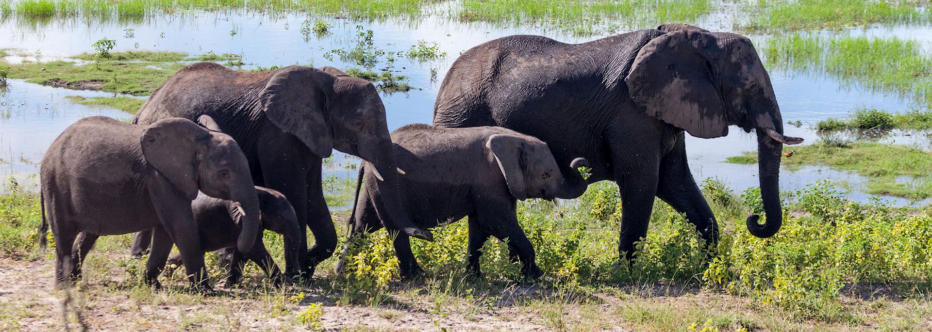 Elephant herd in Chobe National Park, Botswana
