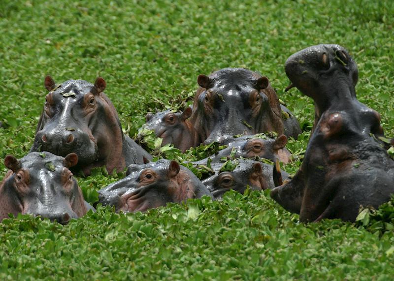 Hippo in the Okavango Delta, Botswana