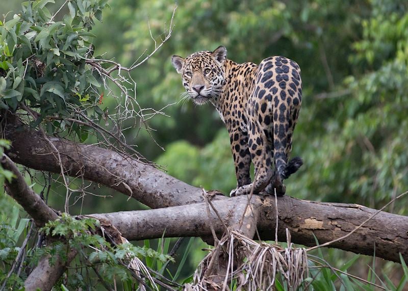 Jaguar in the Pantanal, Brazil