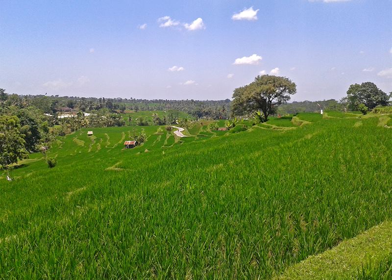 Field in Munduk