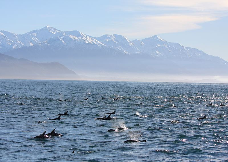 Dusky dolphins, Kaikoura