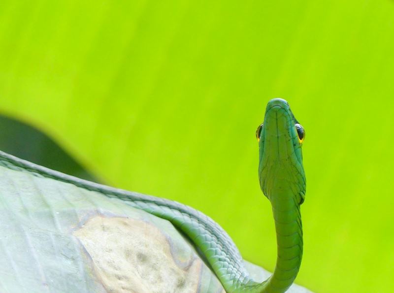 Snake in tree, Costa Rica