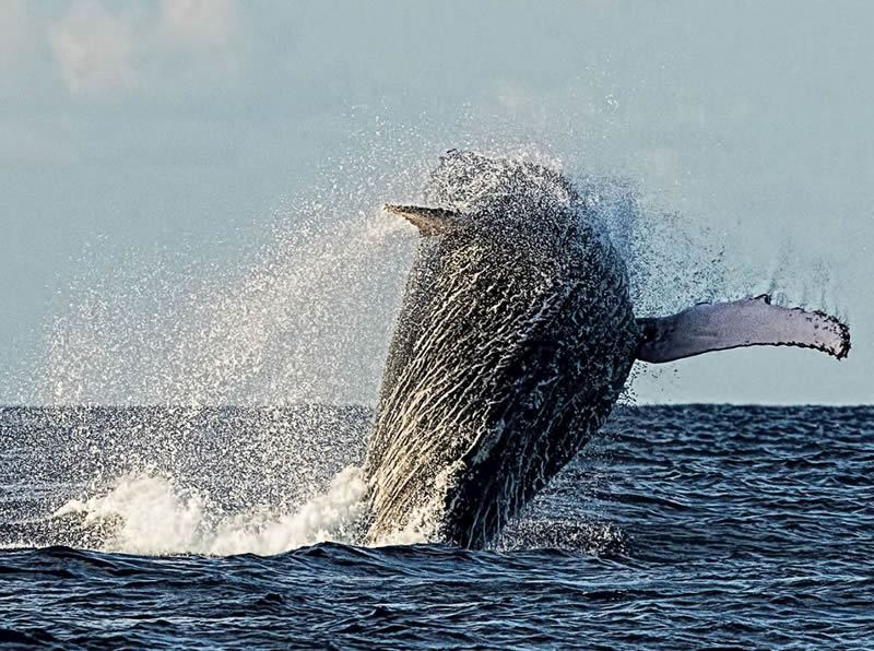 Whale breaching, Madagascar