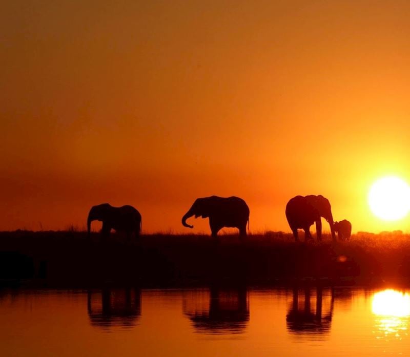 Elephant at sunset, Botswana