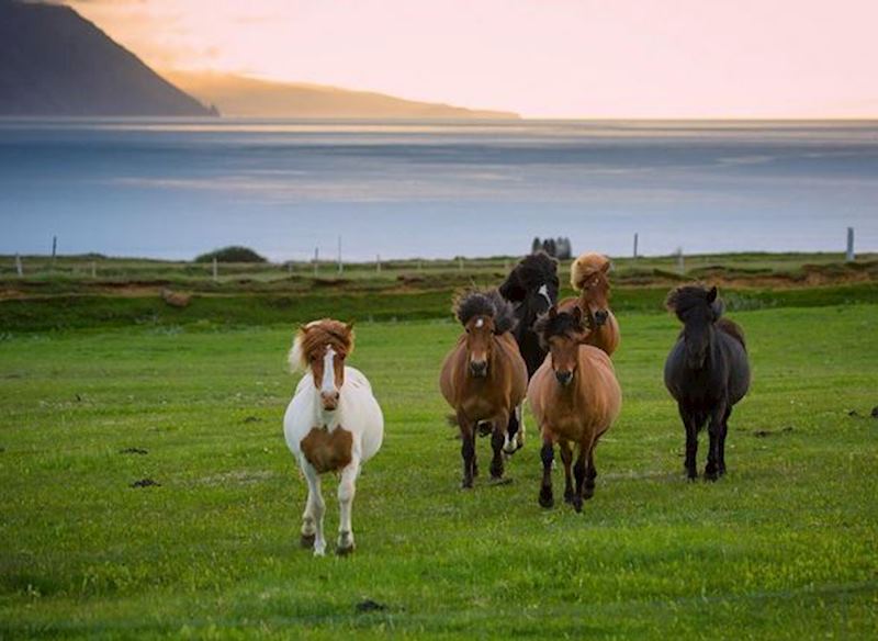 Wild horses, Iceland