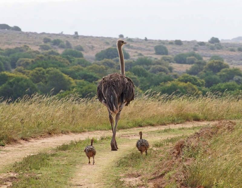 Ostrich family in the Eastern Cape, South Africa