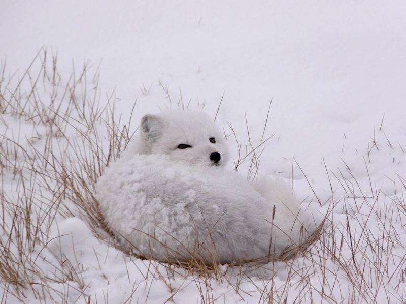 Arctic fox near Churchill, Manitoba, Canada