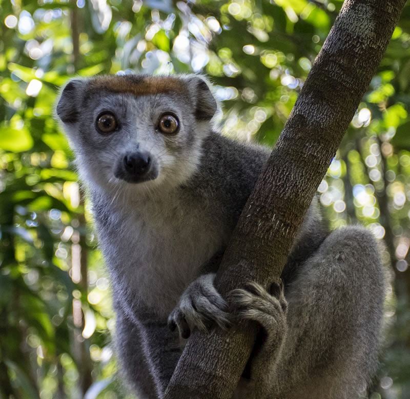 Lemur in tree, Madagascar
