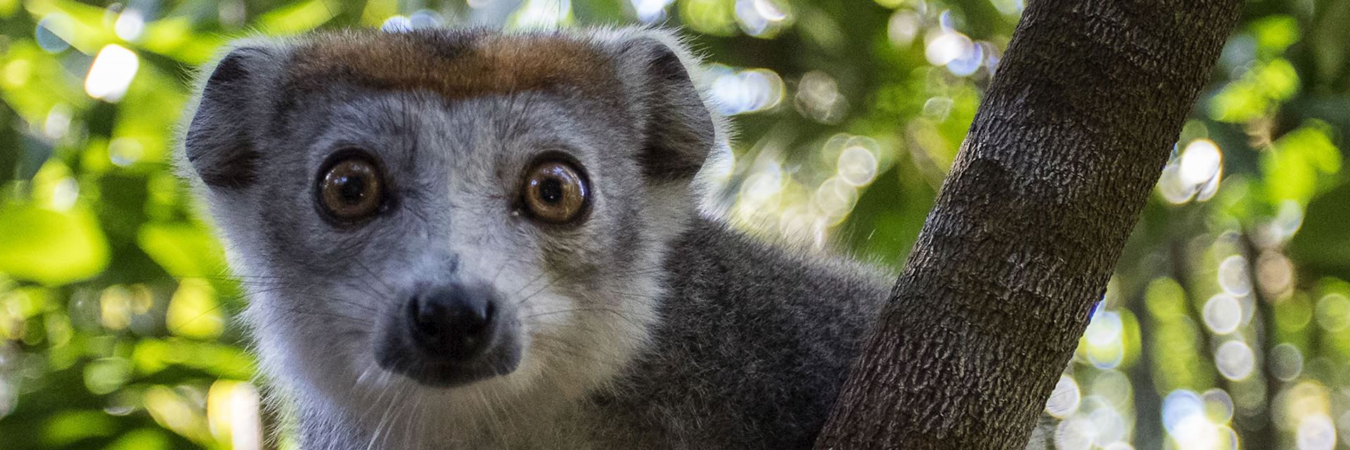 Lemur in tree, Madagascar
