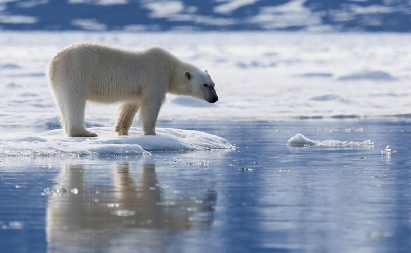 Polar bear in Svalbard