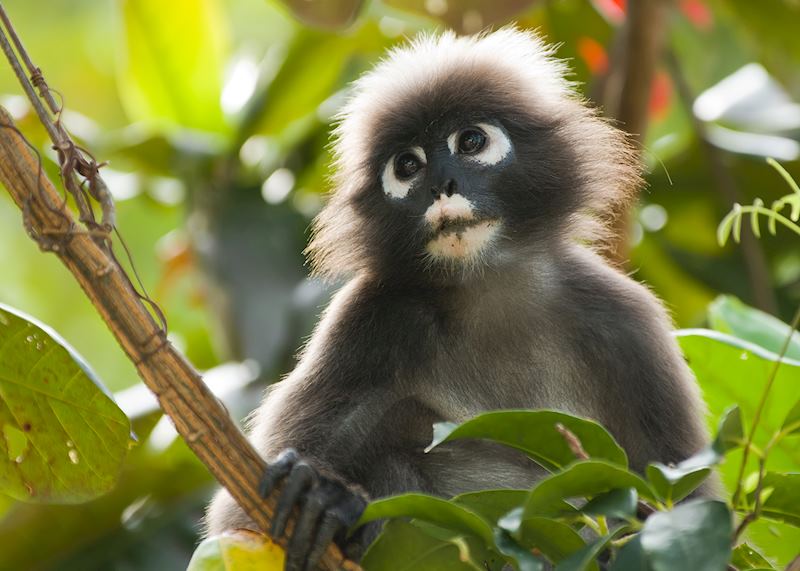 Dusky leaf monkey, Langkawi