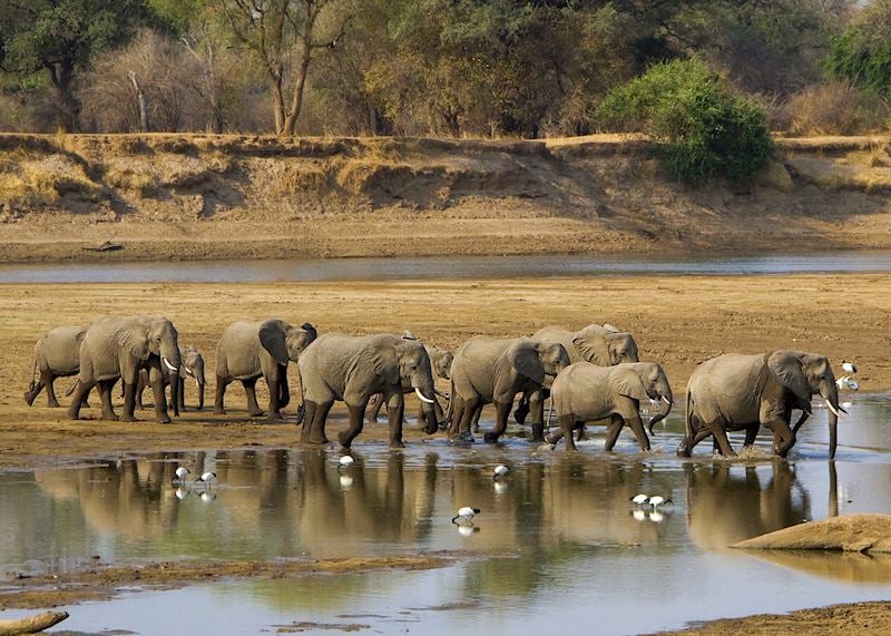 Elephant cross the river in South Luangwa National Park, Zambia