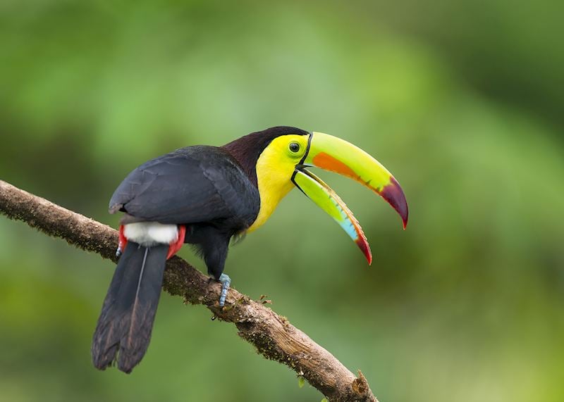 Toucan, Costa Rica