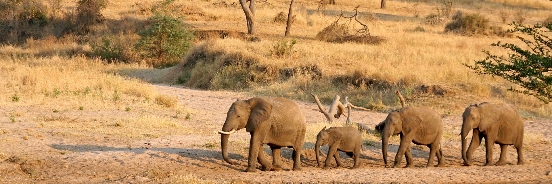 Elephants, Tanzania