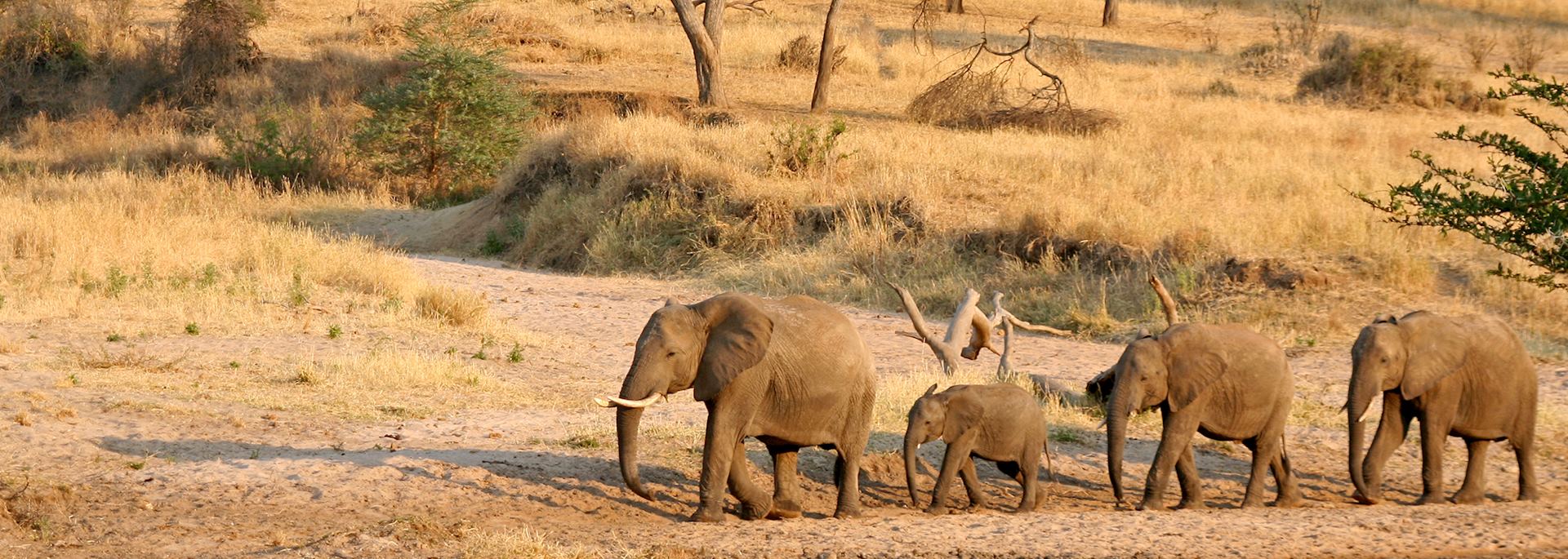 Elephants, Tanzania