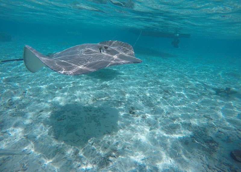 Stingrays, French Polynesia