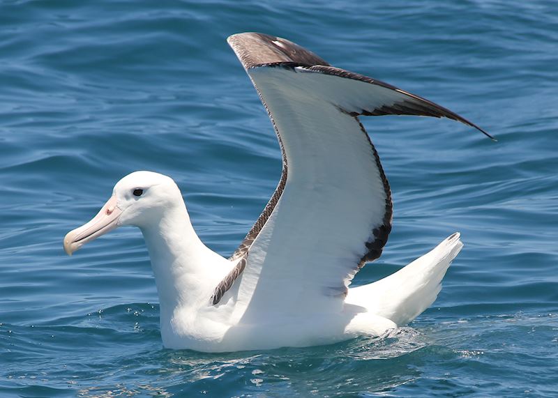 Albatross