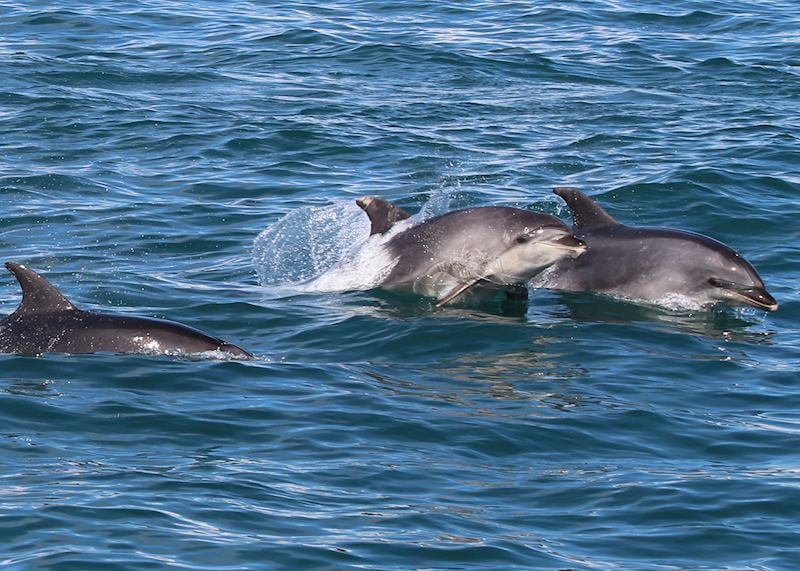 Bottlenose dolphins, Kaikoura