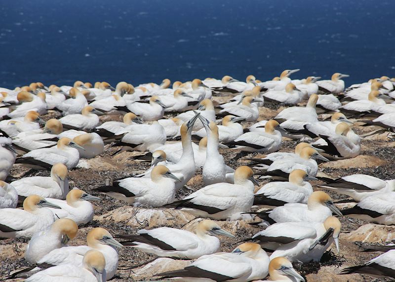 Cape Kidnappers Gannet Reserve, New Zealand