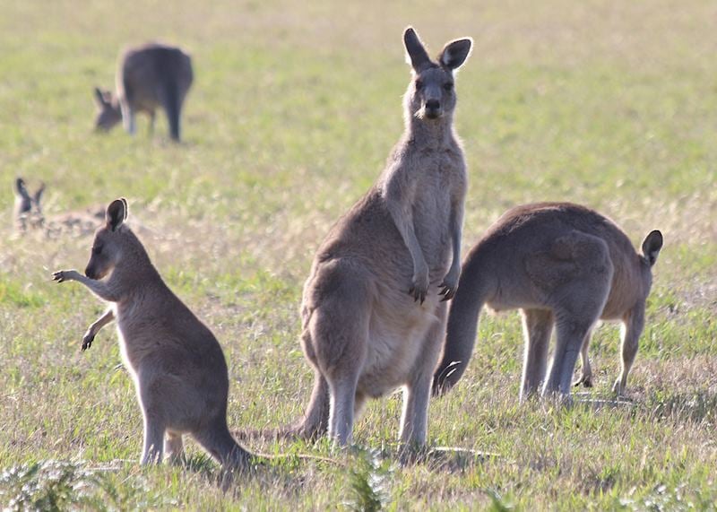 Kangaroos