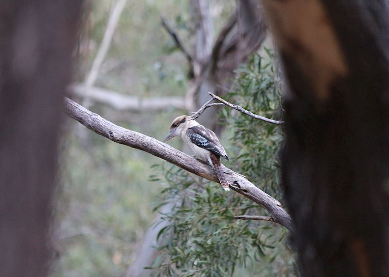 Kookaburra