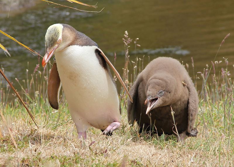 Penguins, Otago Peninsula