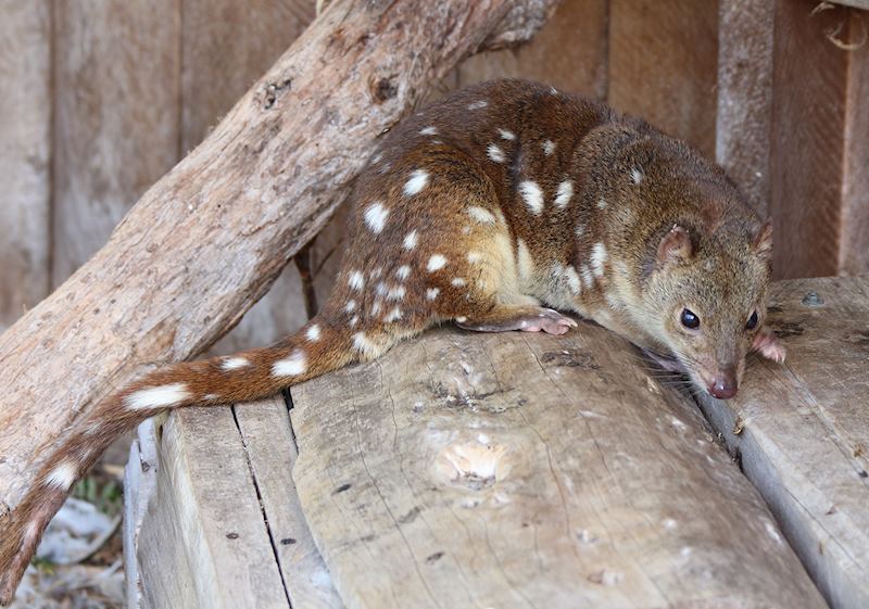 Potoroo