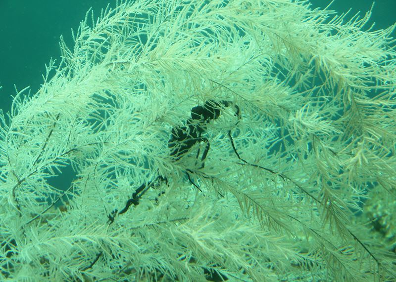 White-hued coral, Milford Sound