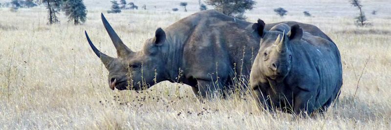 Black rhino