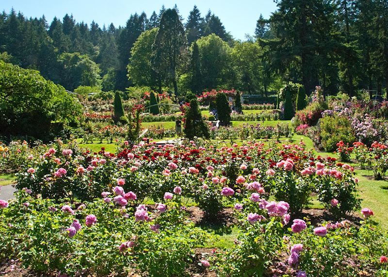 Portland's International Rose Test Garden