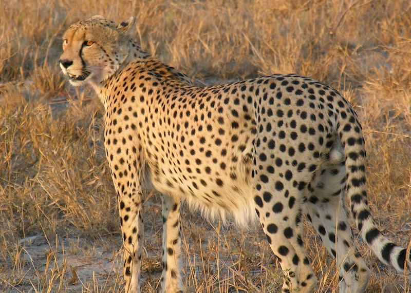Cheetah, Kruger National Park
