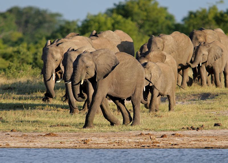 Hwange National Park, Zimbabwe