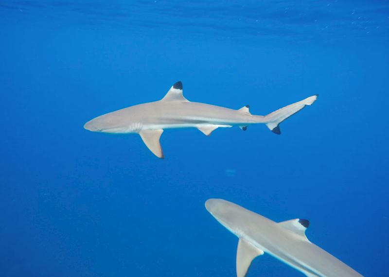 Black-tip reef sharks, French Polynesia