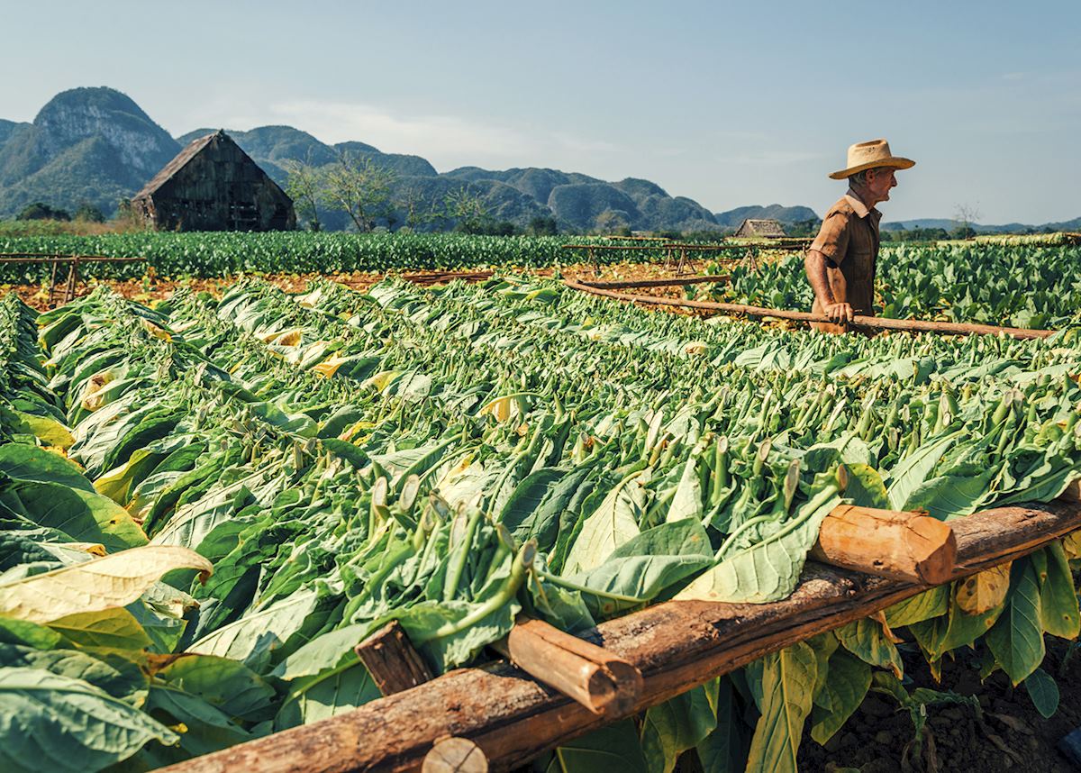 Cuban farmer at a tobacco plantation