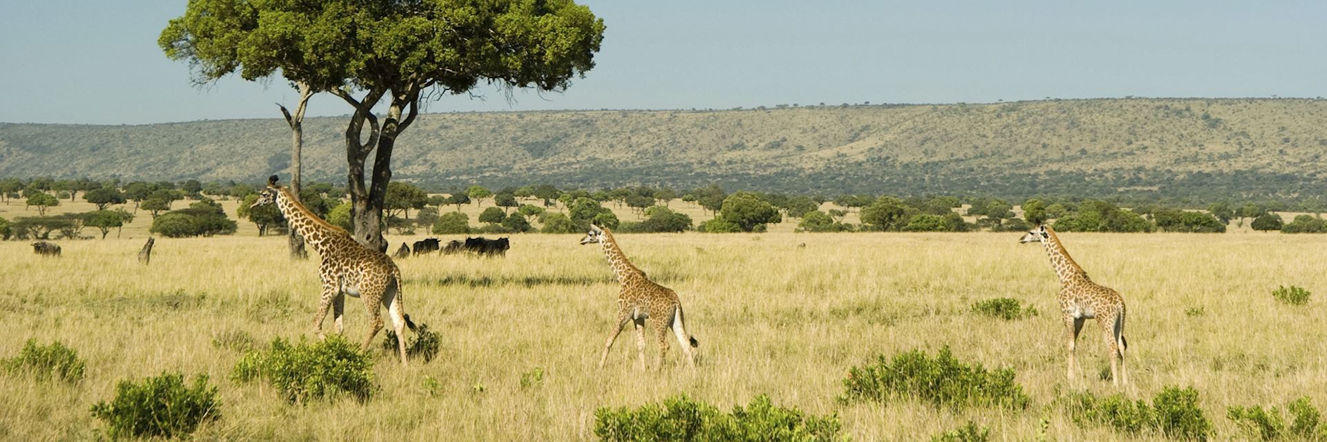 The Masai Mara